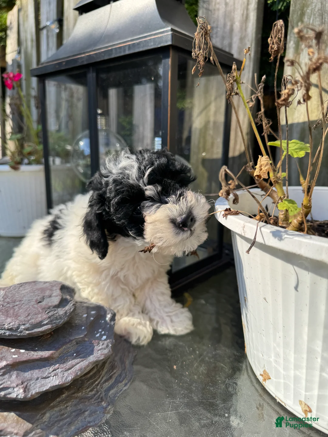 Toy Poodle dogs for sale: Spot - Ad 2