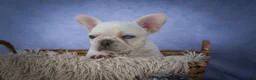 French Bulldog dogs for sale: Tulip🩷  - Ad 12