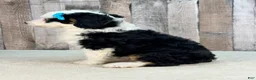 Mini Bernedoodle dogs for sale: Molly - Ad 4