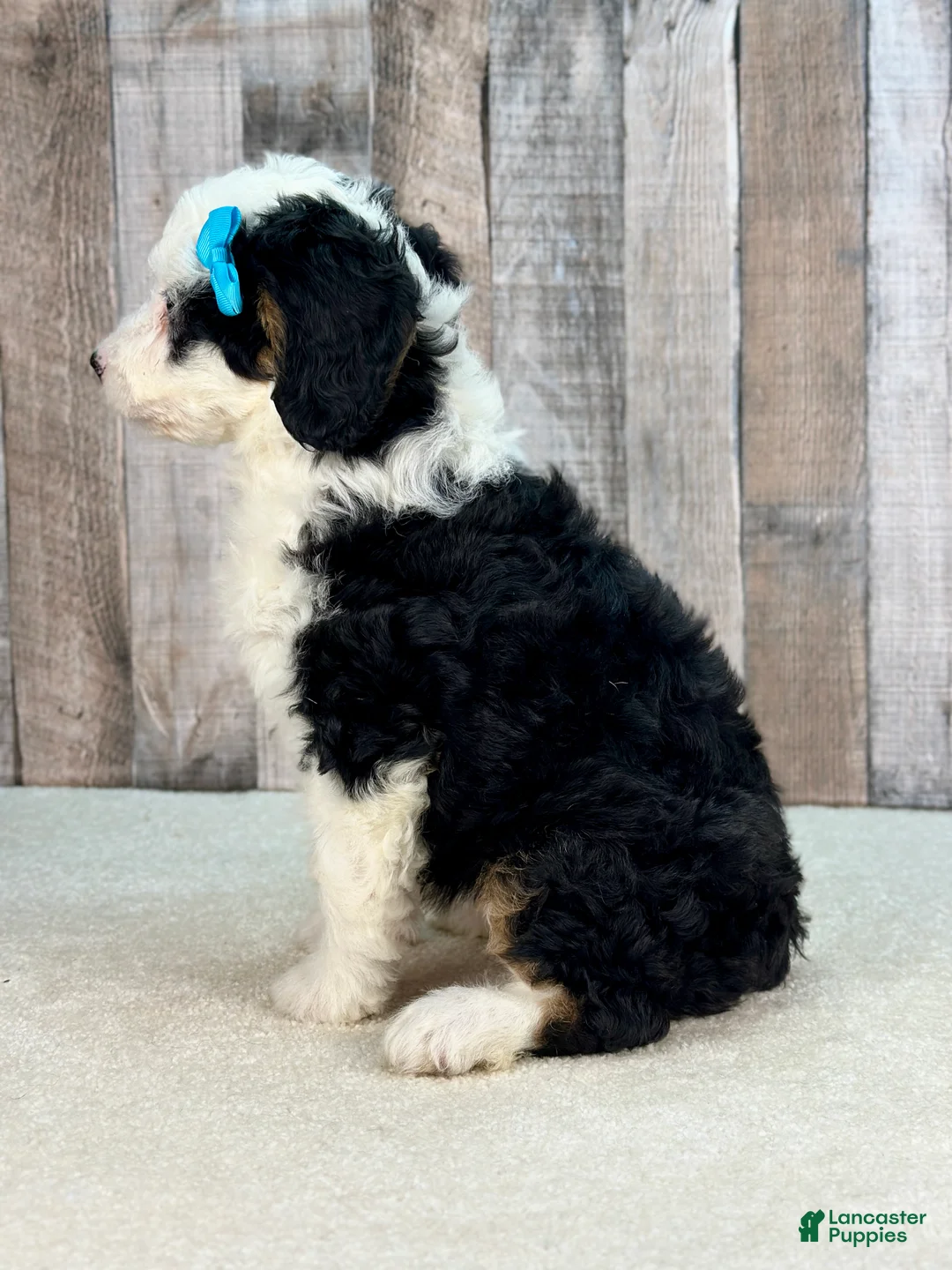 Mini Bernedoodle dogs for sale: Molly - Ad 4
