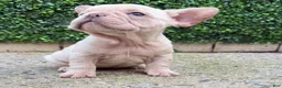 French Bulldog dogs for sale: Tiny - Ad 14