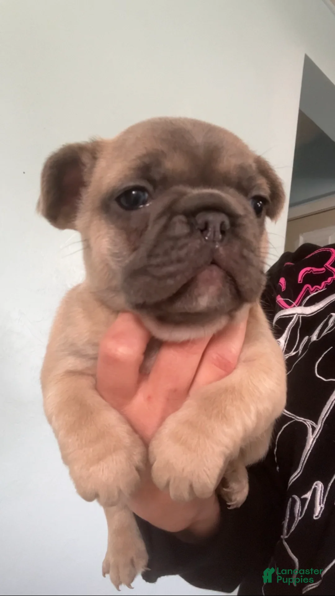 French Bulldog dogs for sale: The Potato (fawn with mask) - Ad 1