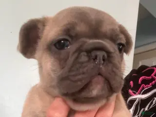 French Bulldog dogs The Potato (fawn with mask) - Ad 29