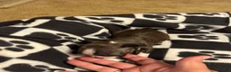 Boston Terrier dogs for sale: Happy-Brindle & white - Ad 4