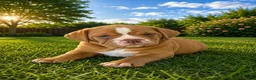 English Bulldog dogs for sale: English Bulldog 4 - Ad 3