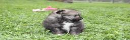 Pomeranian dogs for sale: Jazzy - Ad 3