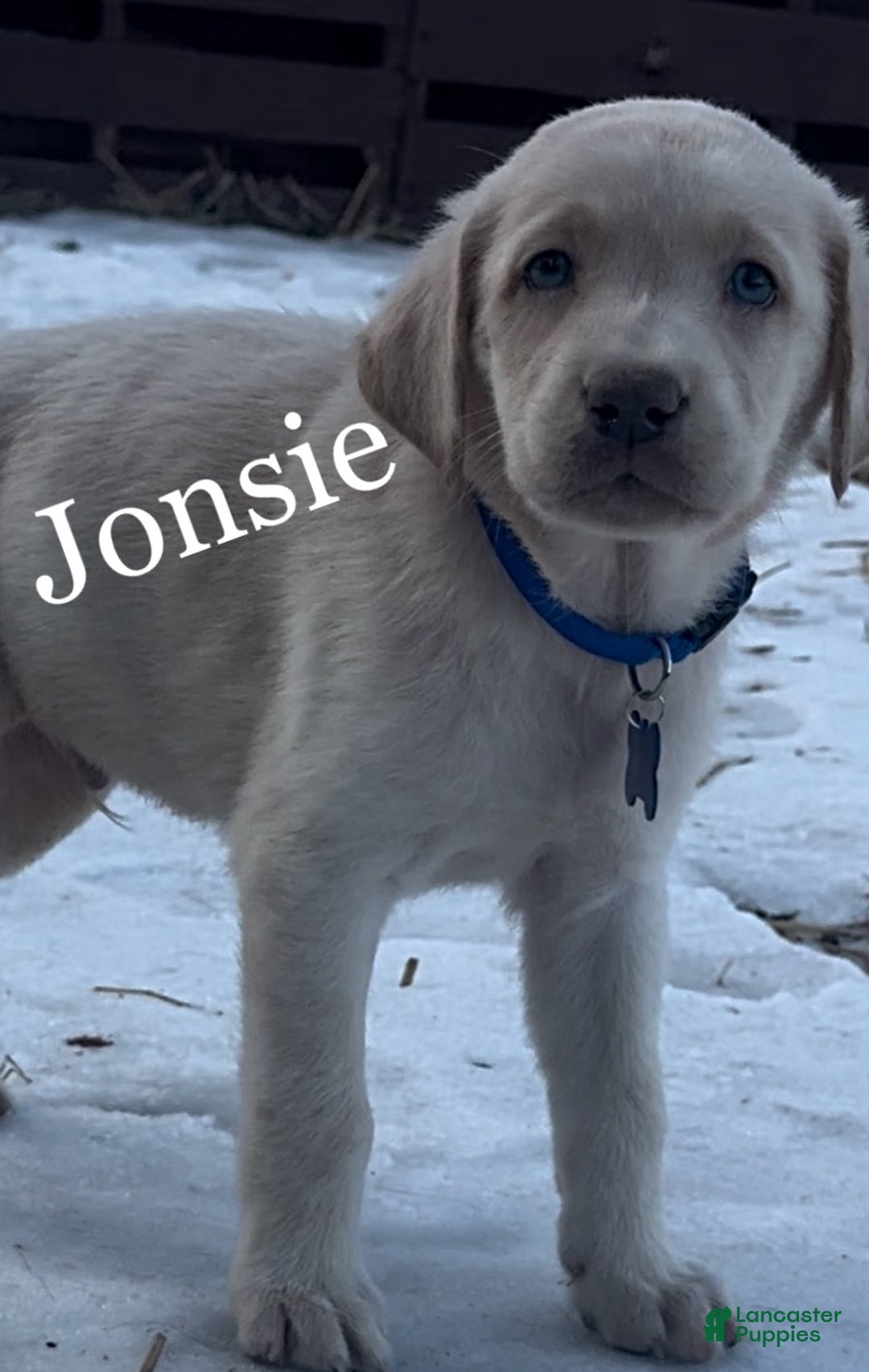 Labrador Retriever dogs for sale: Labrador Retriever Puppy 1 - Ad 14