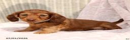 Miniature Dachshund dogs for sale: Lily - Ad 2