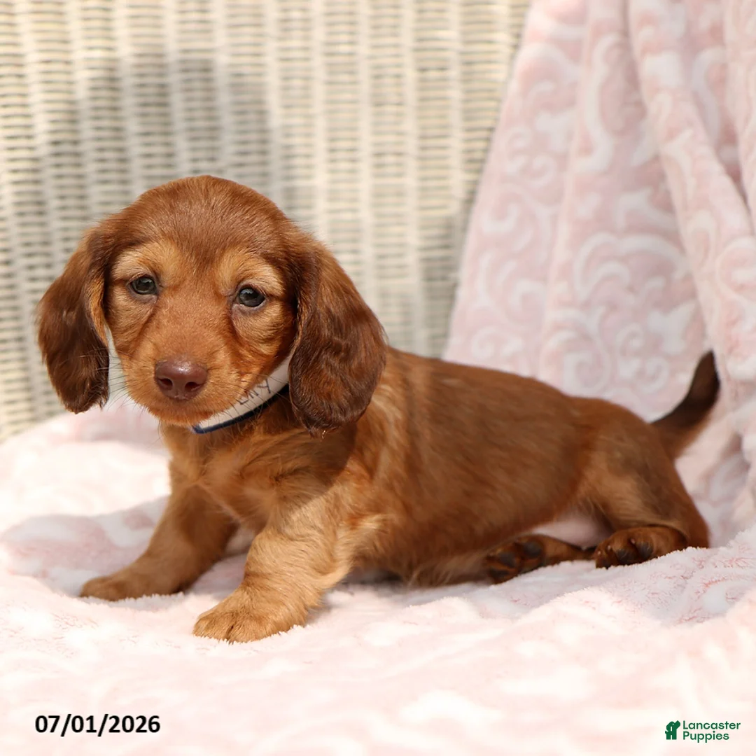 Miniature Dachshund dogs for sale: Lily - Ad 2