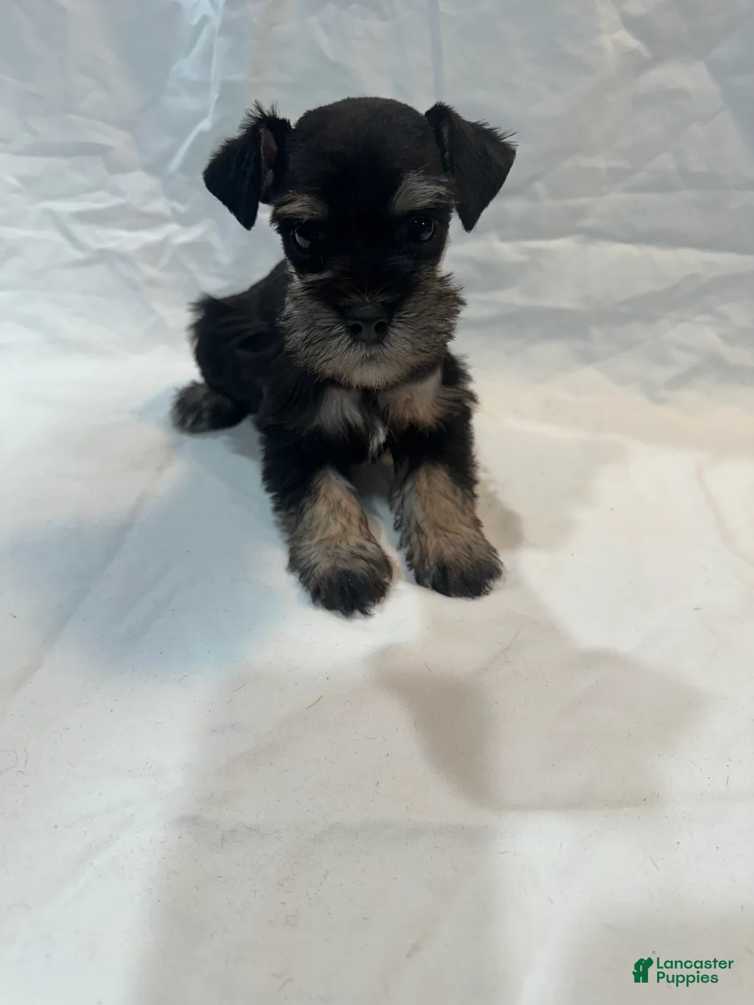 Miniature Schnauzer dogs for sale: Sage - Ad 3