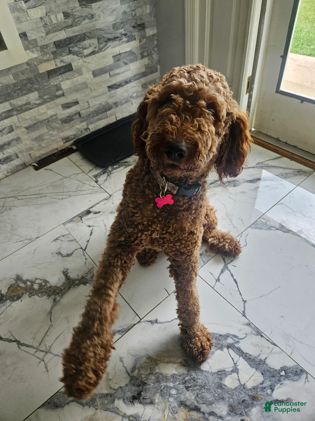 Goldendoodle dogs for sale: Goldendoodle 5 - Ad 2