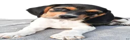 Beagle dogs for sale: Adam - Ad 8