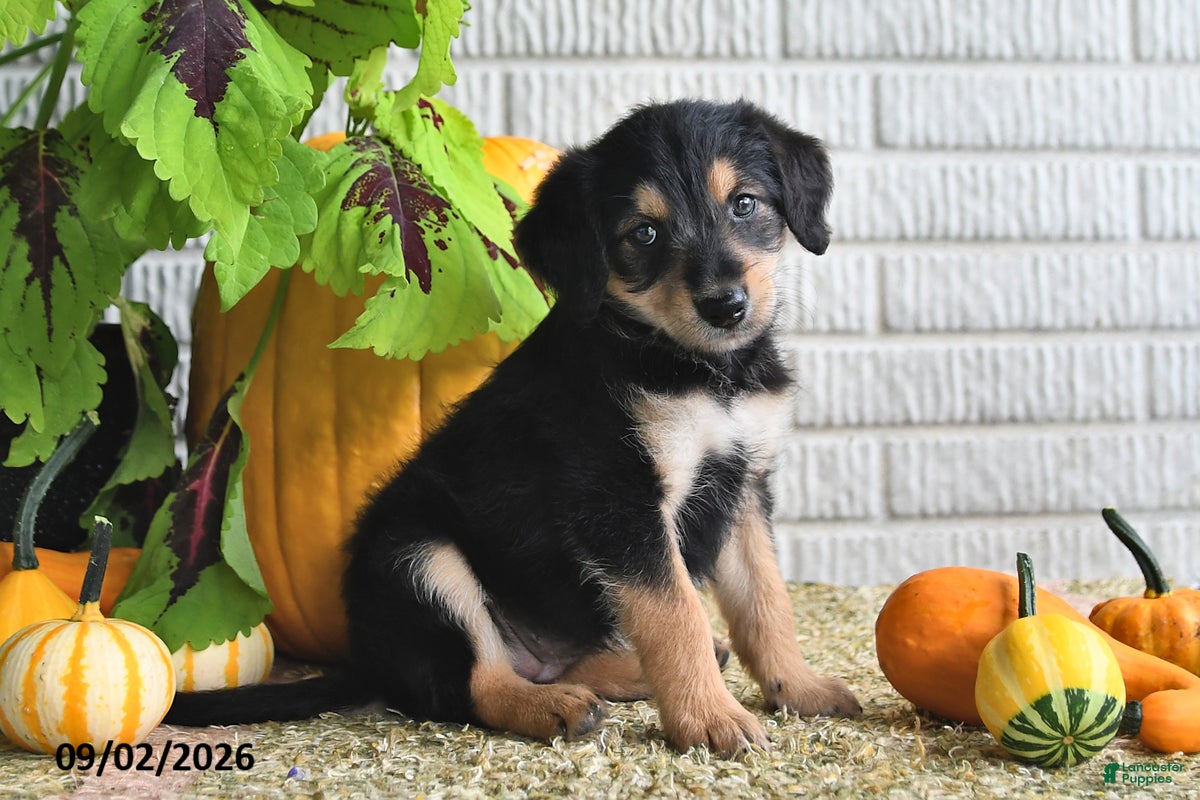Mixed Breed dogs Lilly - Ad 1