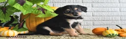 Mixed Breed dogs for sale: Lilly - Ad 1