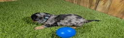 Miniature Dachshund dogs for sale: Darlie Boy 2 - Ad 4