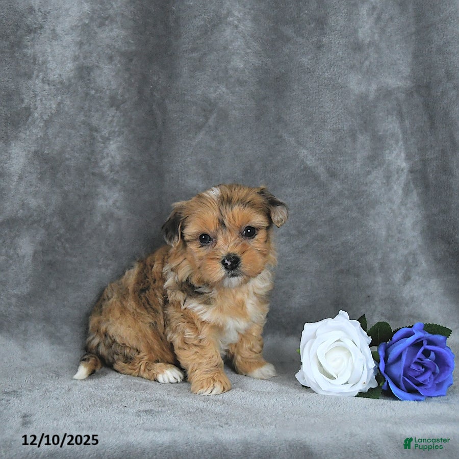 Mixed Breed dogs Angel EXTRA SMALL - Ad 23