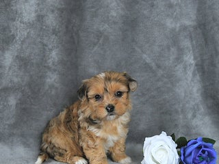 Mixed Breed dogs Angel EXTRA SMALL - Ad 32