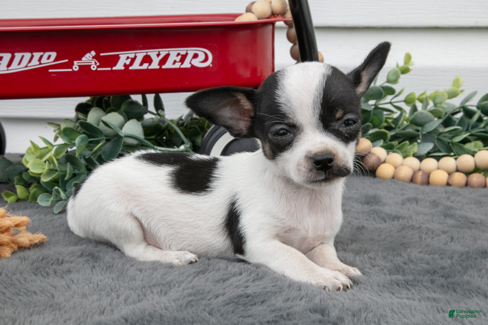 Chihuahua dogs Aurora - Ad 2