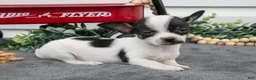 Chihuahua dogs for sale: Aurora - Ad 2