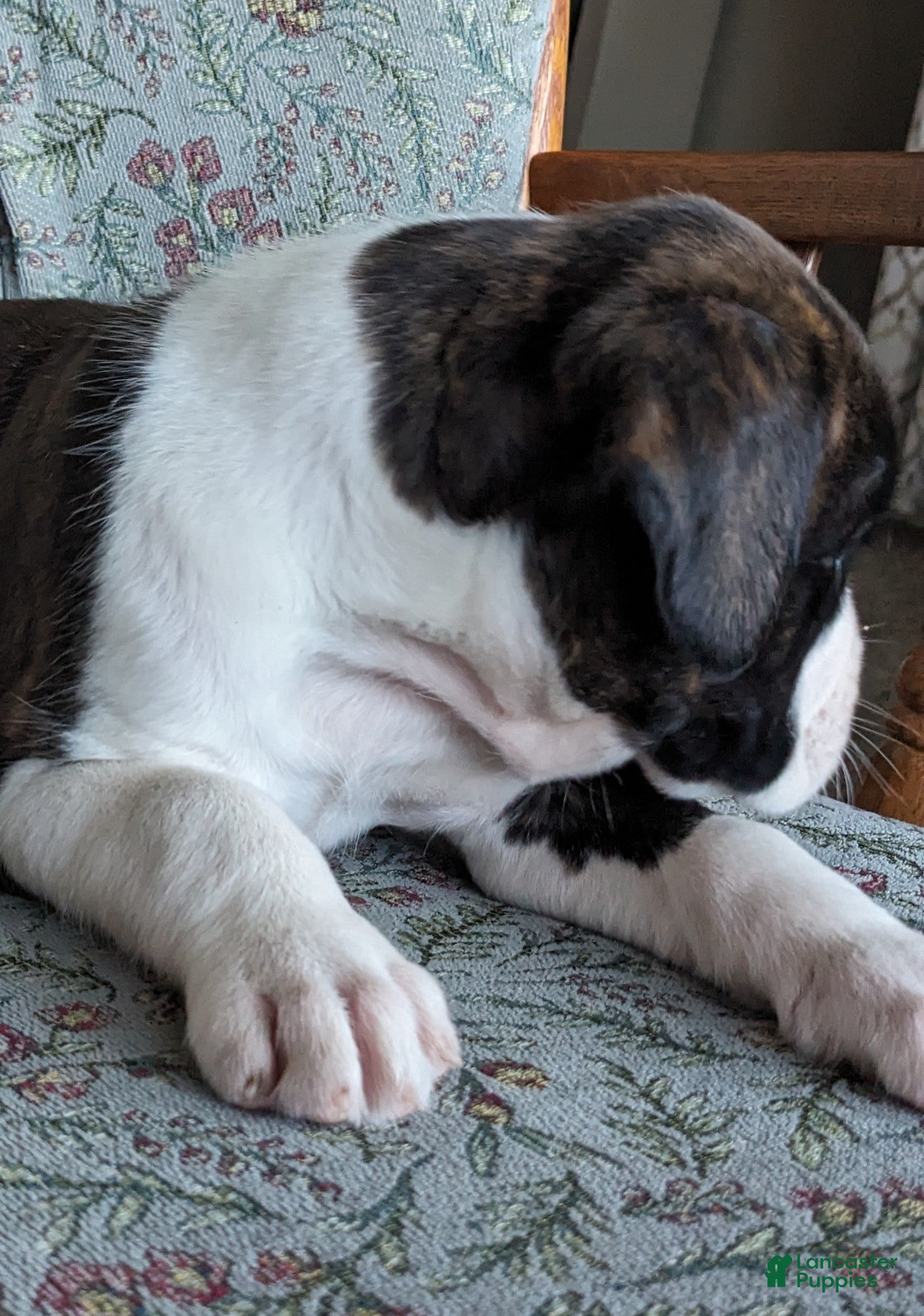 Boxer dogs Max - Ad 2
