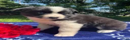 Pomsky dogs for sale: Kiwi - Ad 4