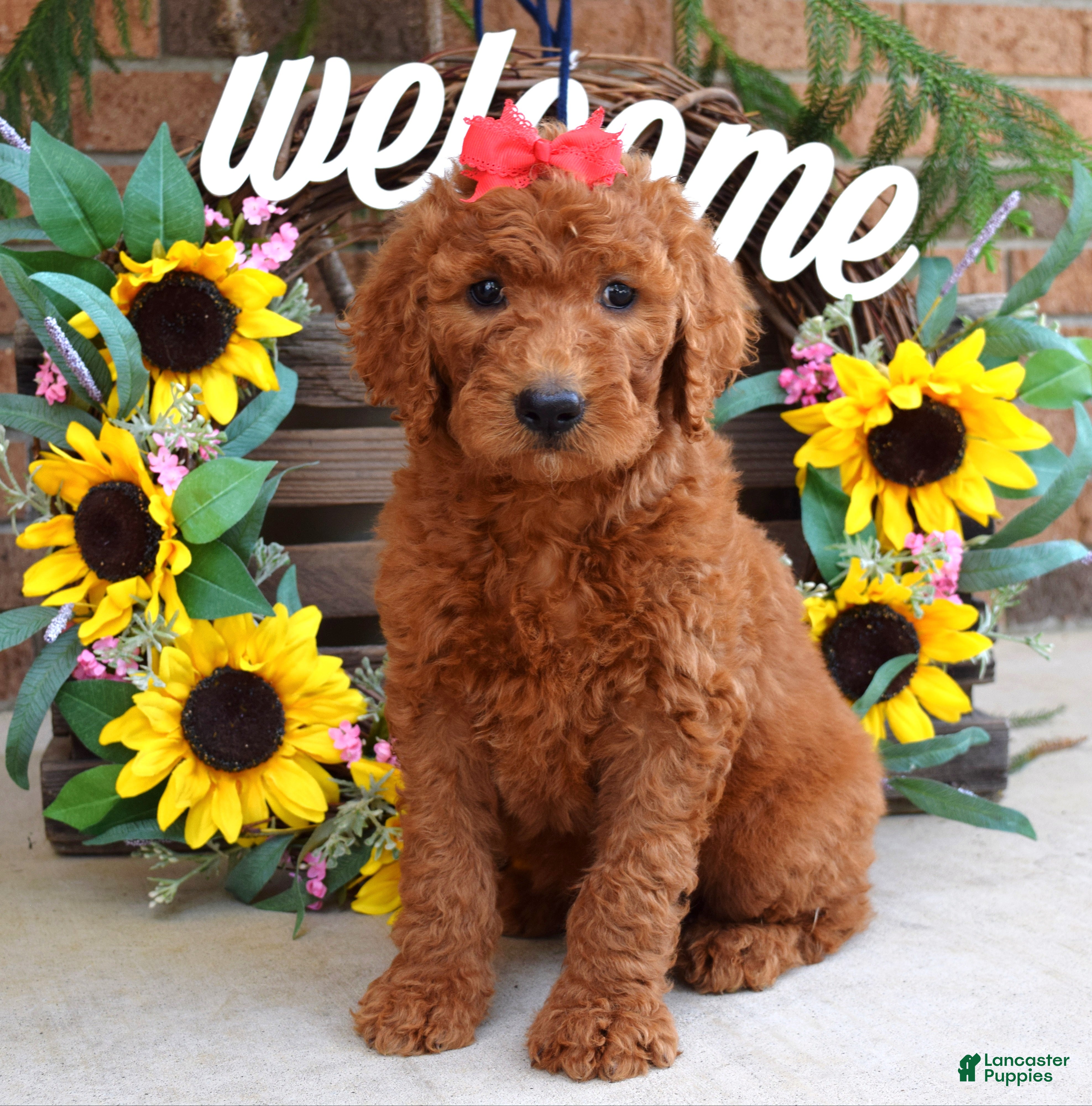 Goldendoodle dogs Ruby - Ad 2