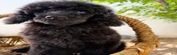 Standard Poodle dogs for sale: Luna - Ad 16