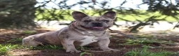 French Bulldog dogs for sale: Layla  - Ad 11