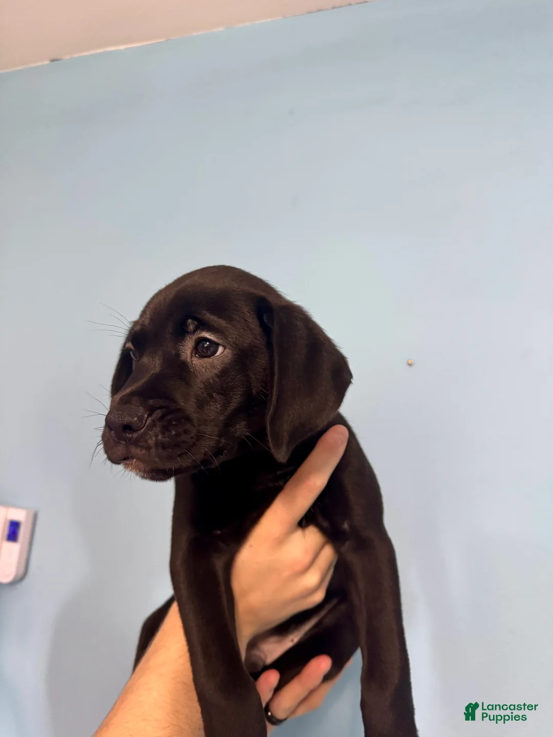 Mixed Breed dogs for sale: Loki - Ad 1