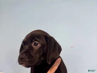 Mixed Breed dogs Loki - Ad 35