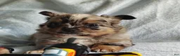 Pomchi dogs for sale: Boots - Ad 7