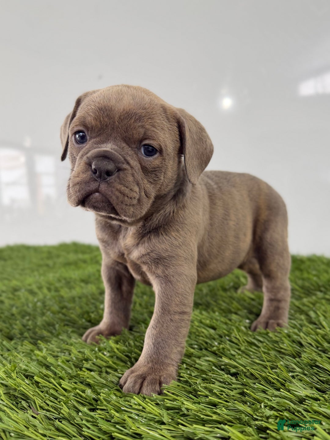 Olde English Bulldogge dogs for sale: Teela - Ad 4