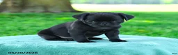 Pug dogs for sale: Adrian - Ad 3