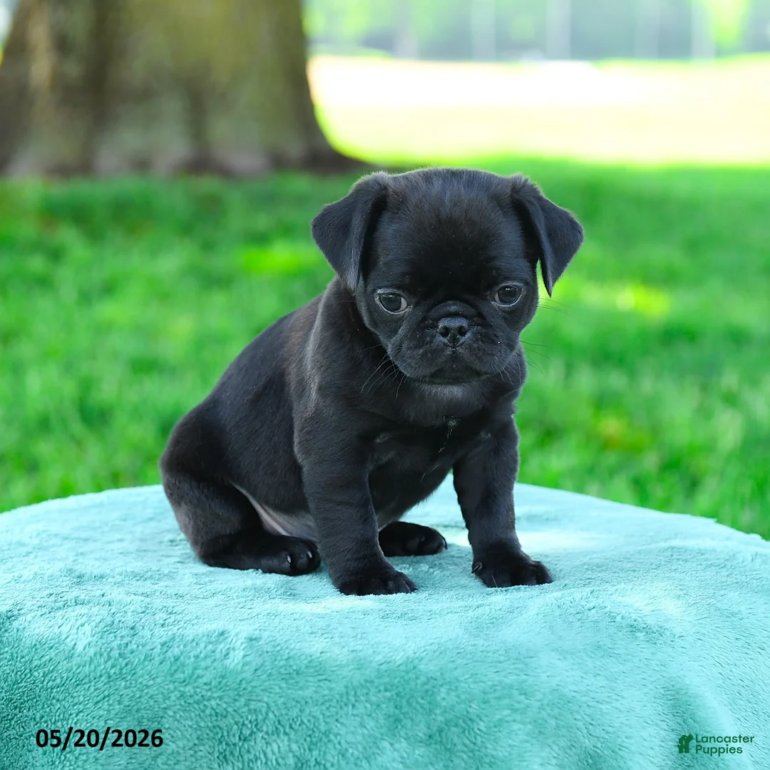 Pug dogs for sale: Adrian - Ad 3