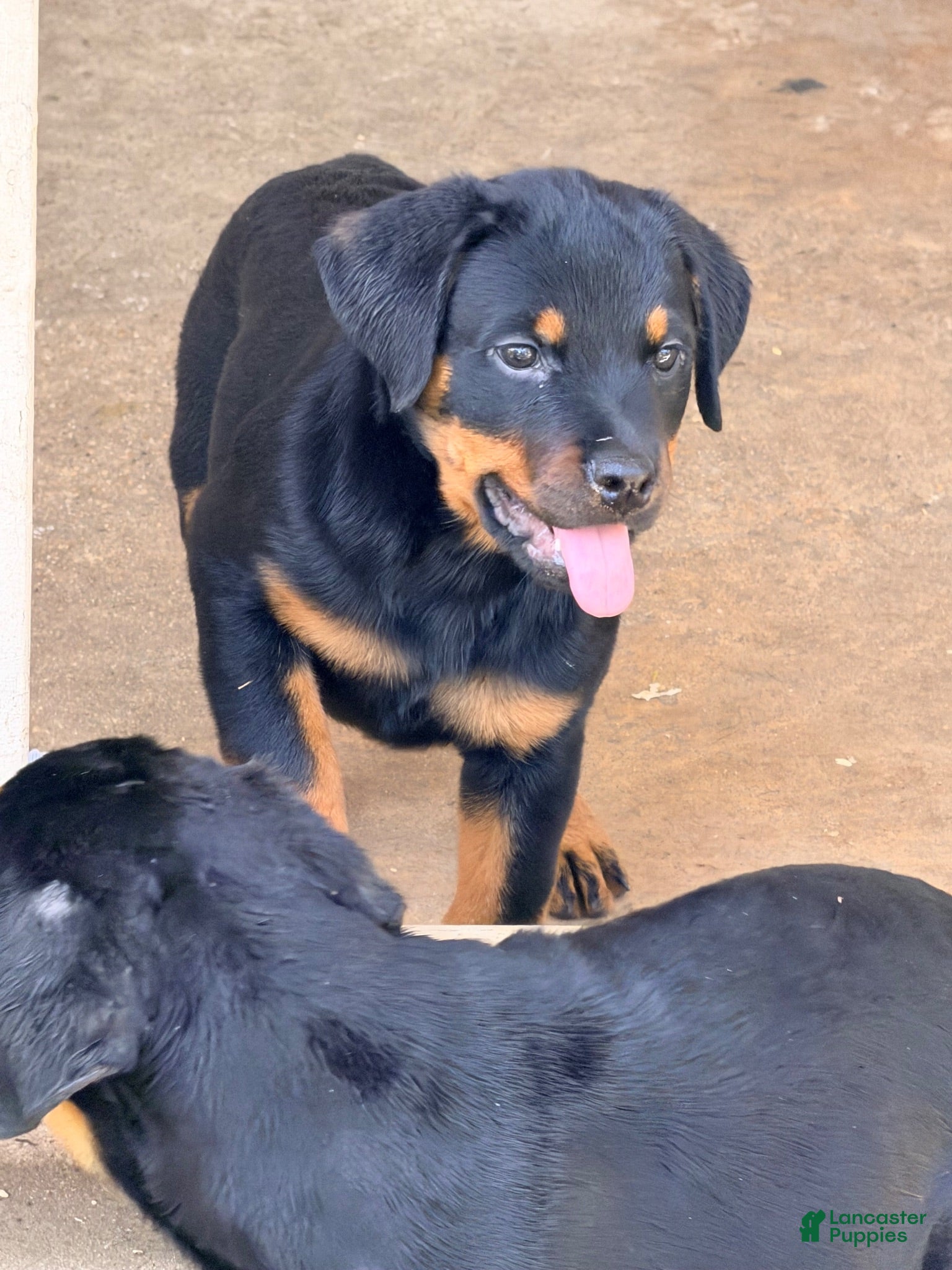 Rottweiler dogs Rottweiler 3 - Ad 19