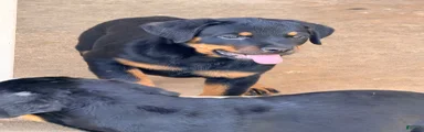 Rottweiler 3