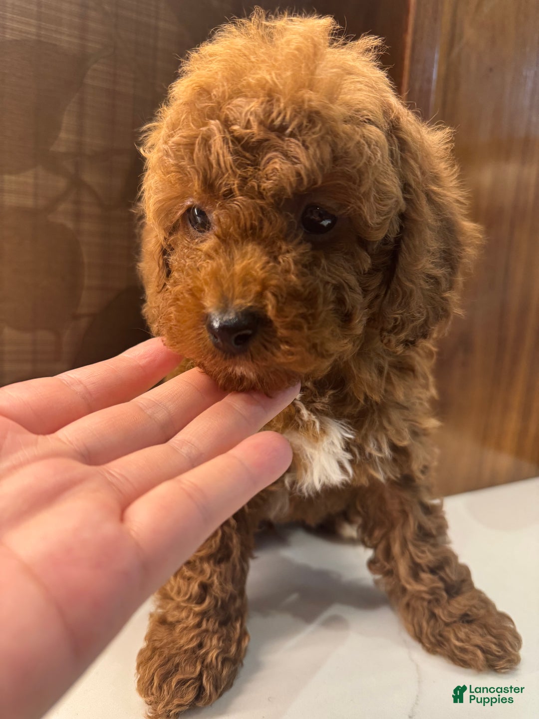 Toy Poodle dogs for sale: Rusty - Ad 6