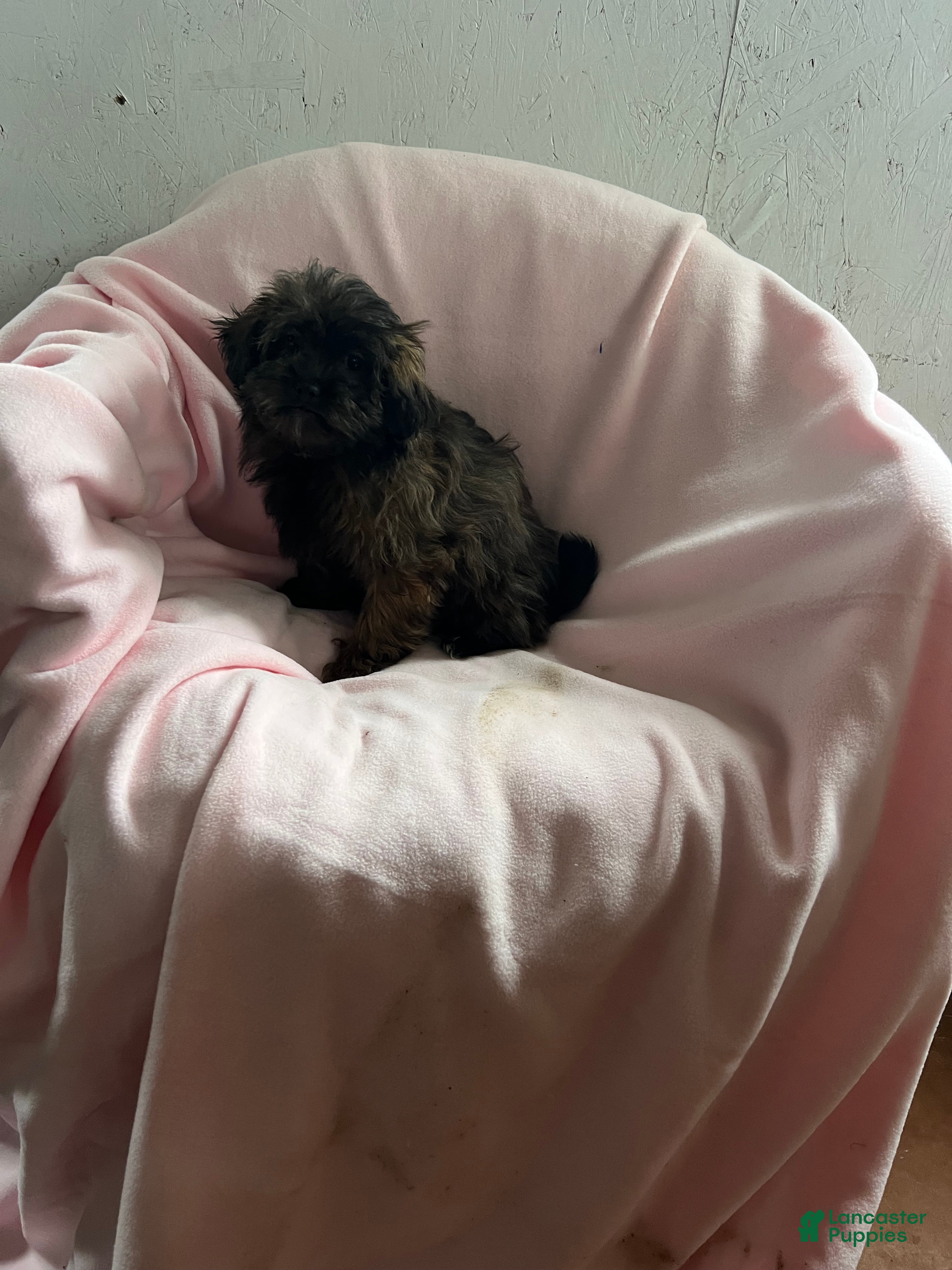 Shihpoo dogs Connie Girl - Ad 16