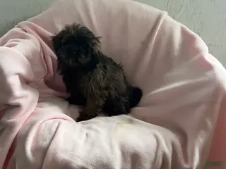 Shihpoo dogs Connie Girl - Ad 16