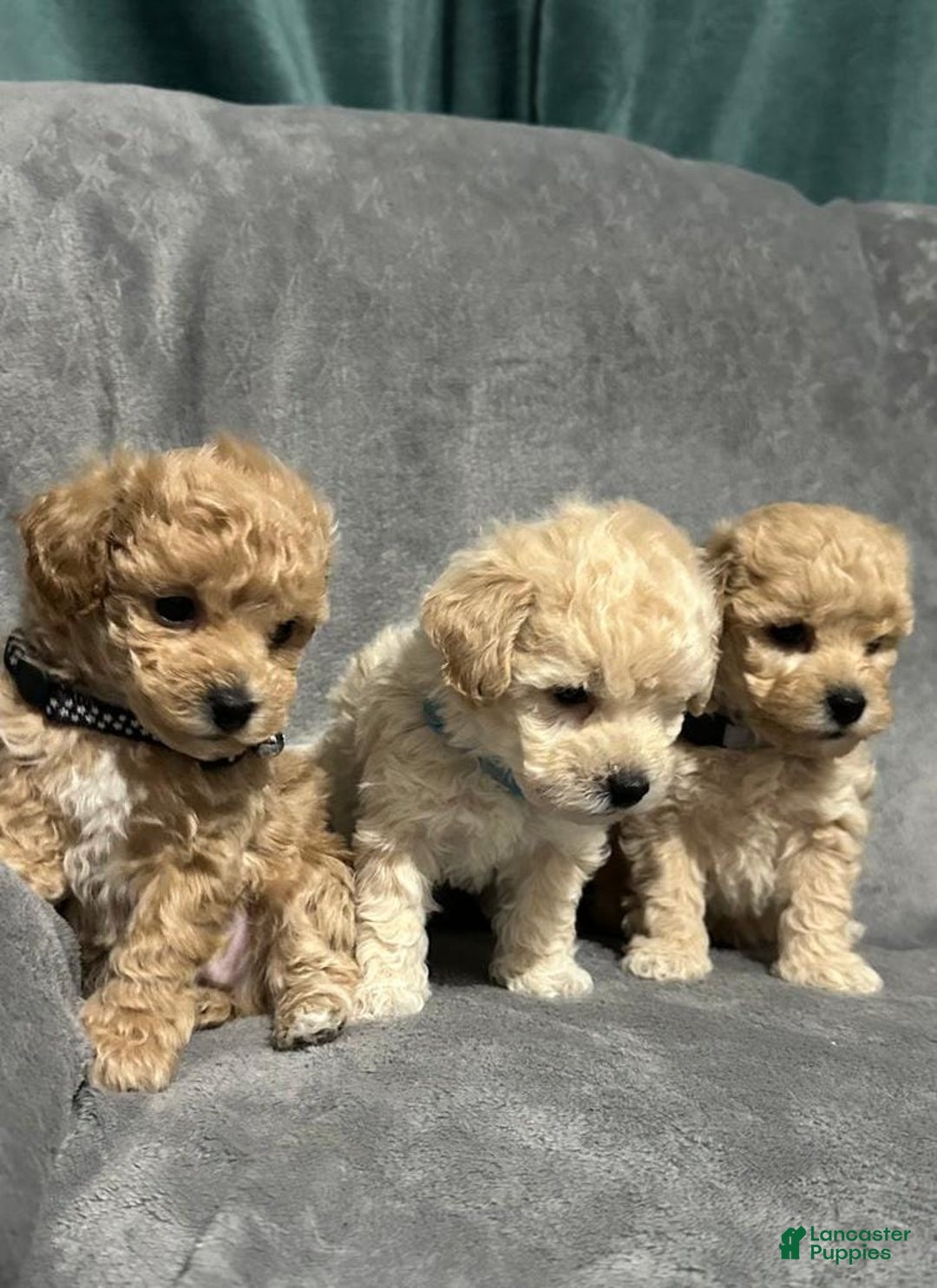 Maltipoo dogs for sale: Sam - Ad 16