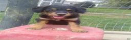 Mixed Breed dogs for sale: Arabelle - Ad 3