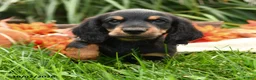 Dachshund dogs for sale: Skip  - Ad 3