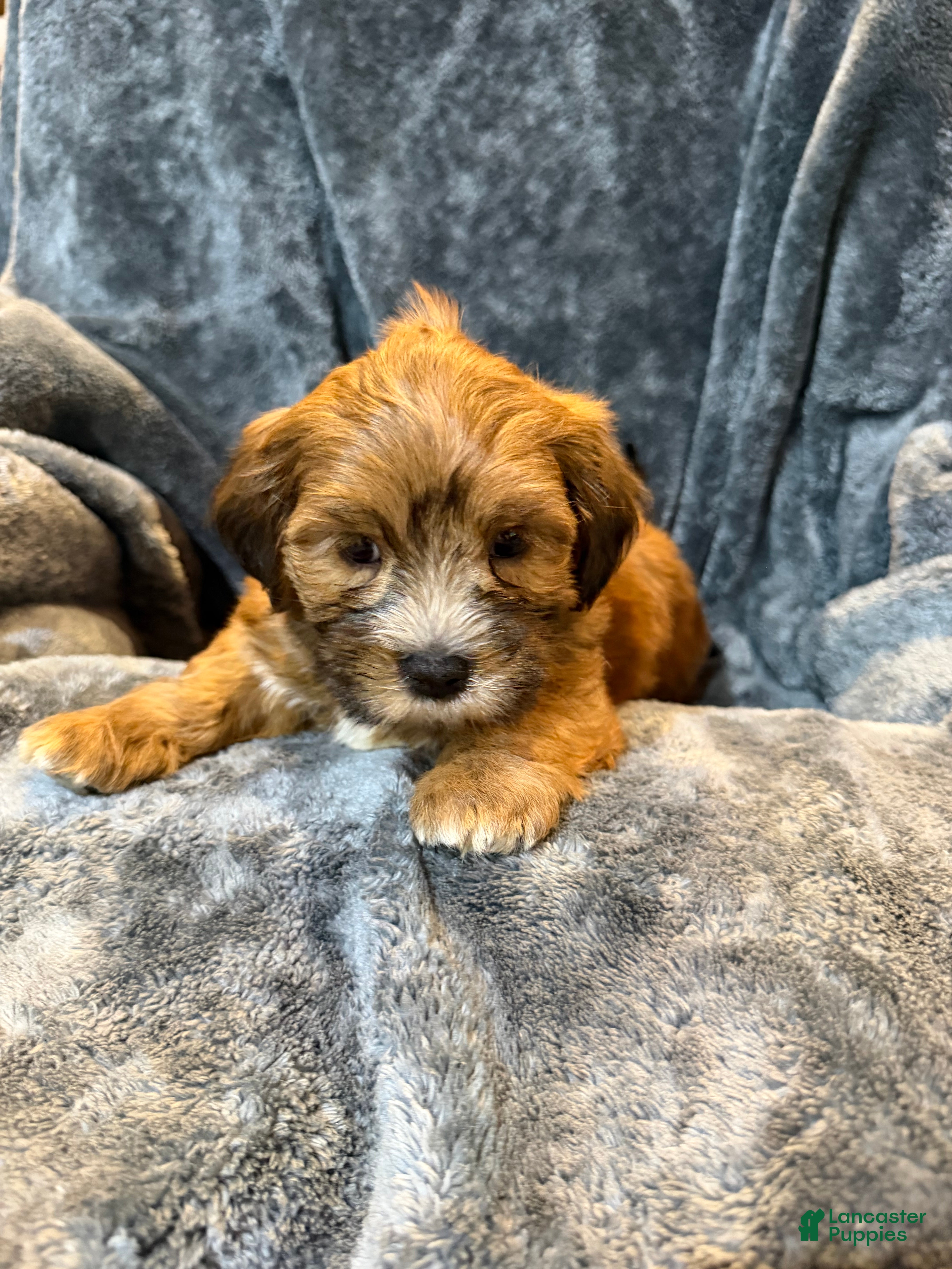 Mixed Breed dogs Mango  - Ad 1