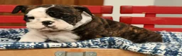 English Bulldog dogs for sale: Zayne - Ad 7