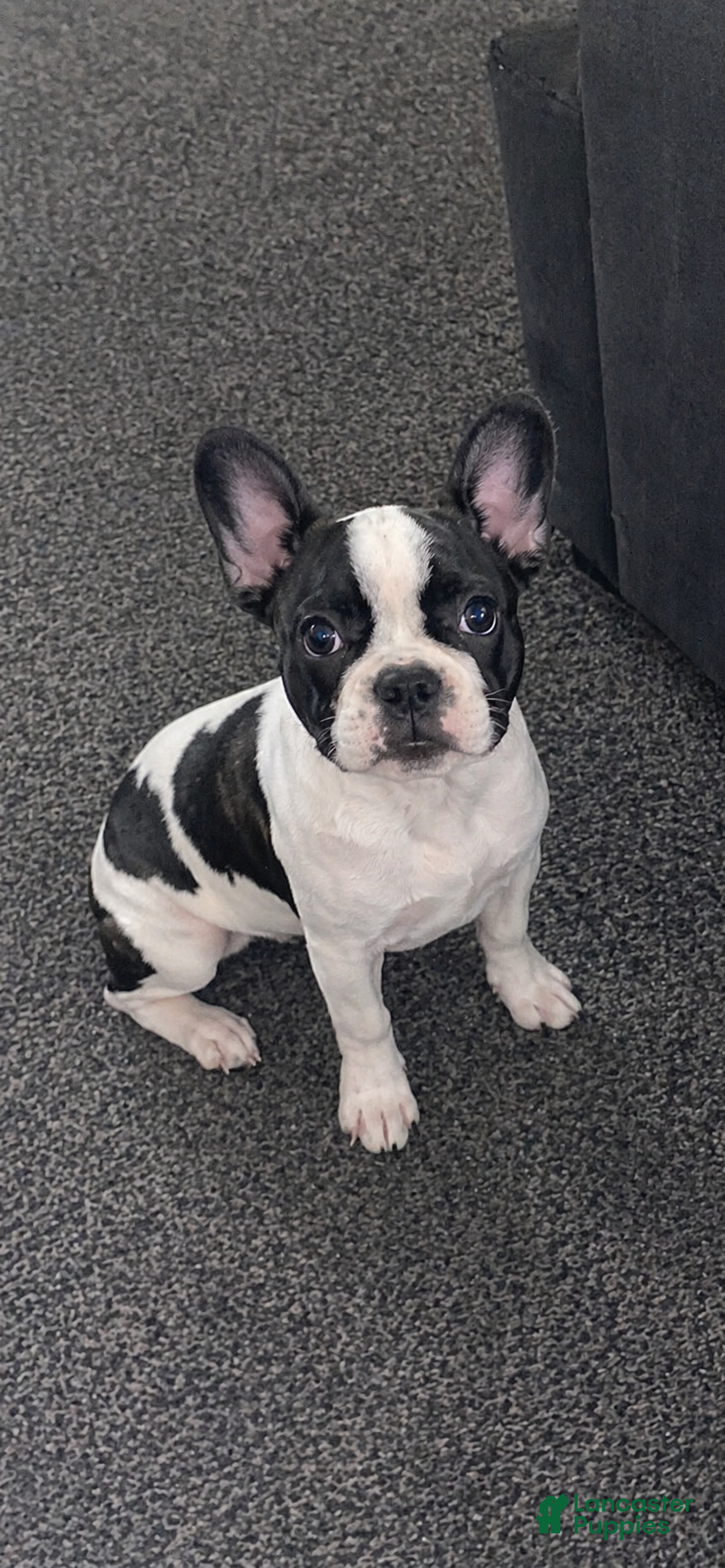 Boston Terrier dogs Skipp - Ad 20