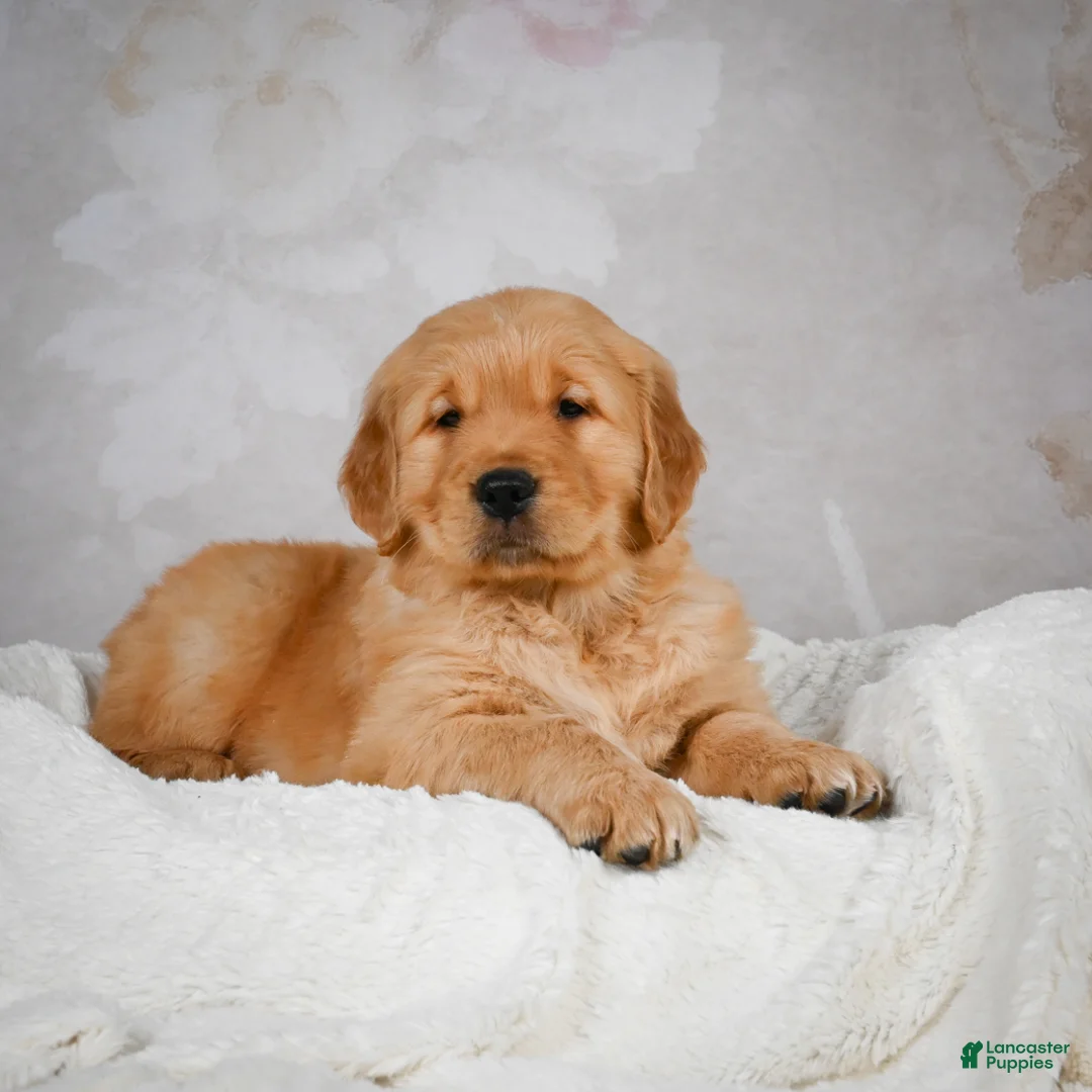 Golden Retriever dogs for sale: Rocco - Ad 11