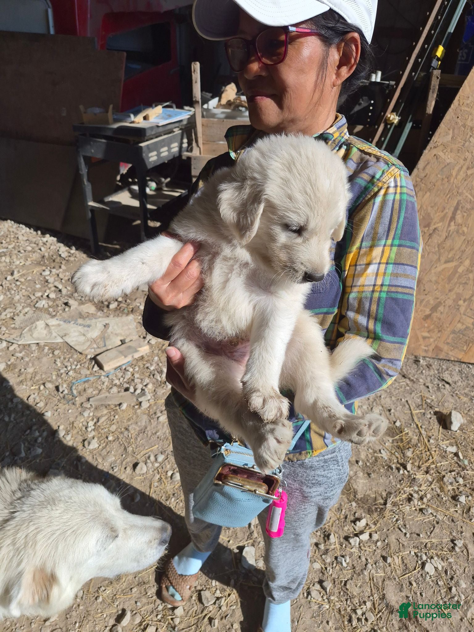 Mixed Breed dogs Mixed Breed 5 - Ad 1