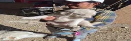 Mixed Breed dogs for sale: Mixed Breed 5 - Ad 1