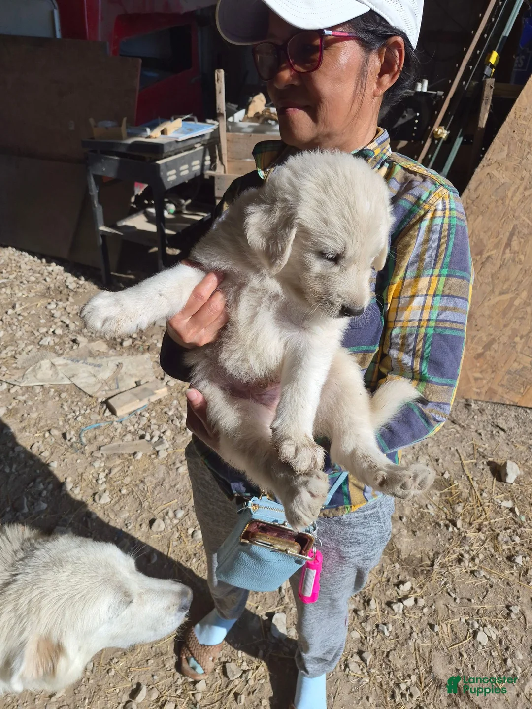 Mixed Breed dogs for sale: Mixed Breed 5 - Ad 1