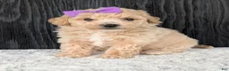 Bichpoo dogs for sale: Darla  - Ad 16